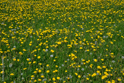 Flower field photographed in Germany, in Europe. Picture made in 2019.