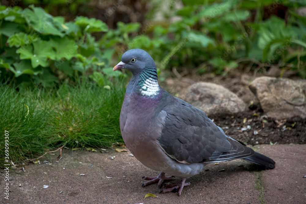 Common wood pigeon photographed in Germany, in Europe. Picture made in 2019. Common wood pigeon photographed in Germany, in Europe. Picture made in 2019.