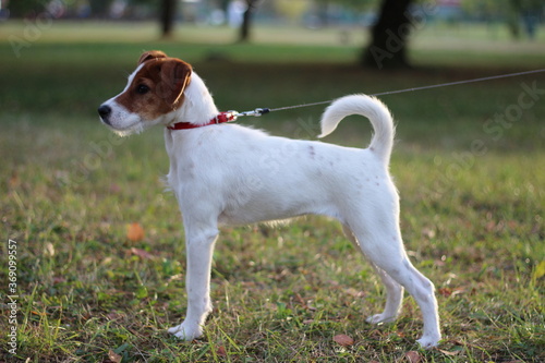 Bild auf Leinwand Parson Russell Terrier posture