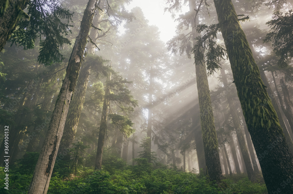 Rays of morning sunlight shining through dense fog and lush old growth forest Rays of morning sunlight shining through dense fog and lush old growth forest
