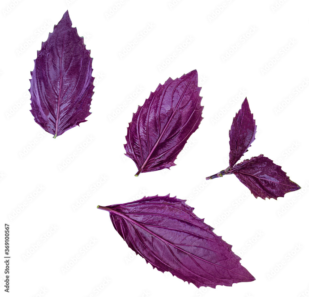 Obraz premium Different purple basil herb leaves isolated on white background. Fresh Basil top view.