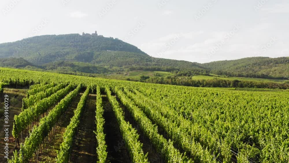 Vineyards in Saint Hippolyte Alsace France
