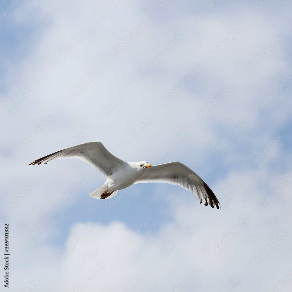 Seagull in flight, looking at the viewer Seagull in flight, looking at the viewer