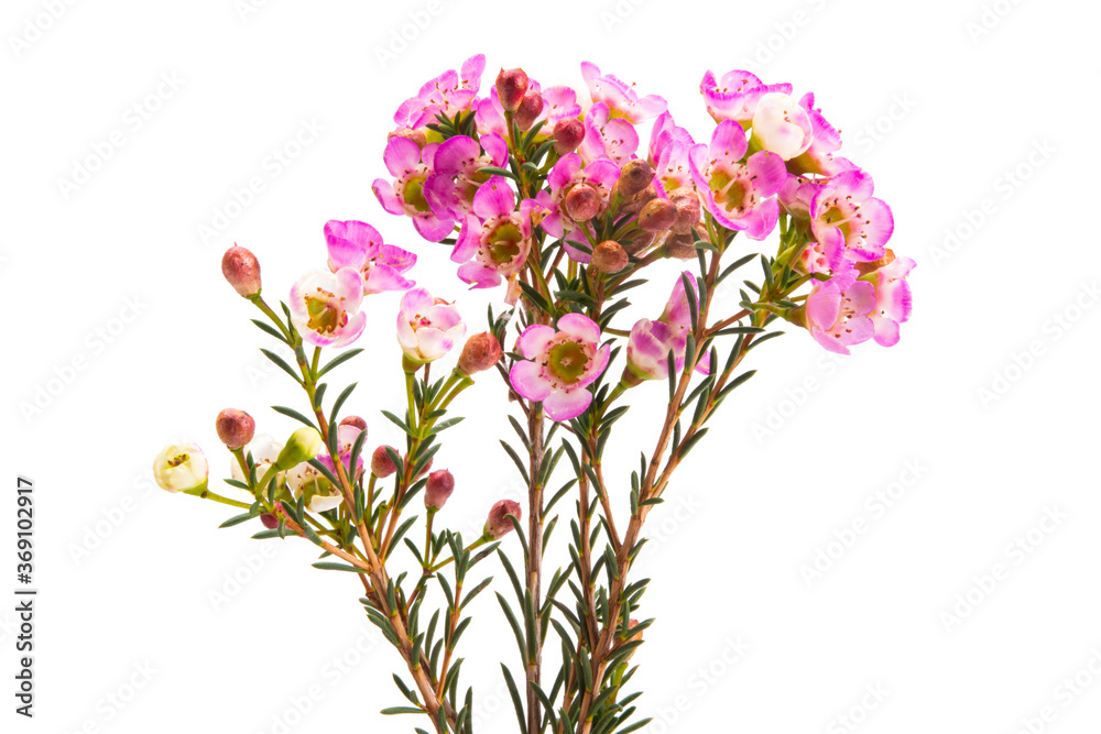 flowers of wax myrtle isolated