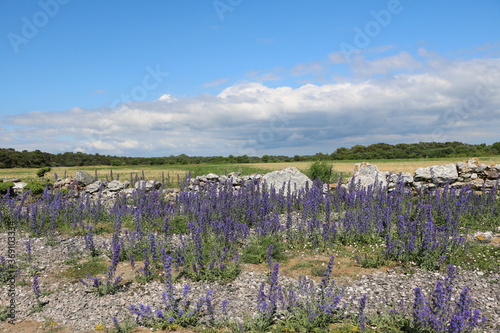 Holmhällars raukfält at Gotland island, Sweden photo