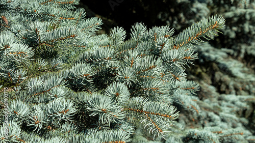 blue spruce branch with cones in the resin