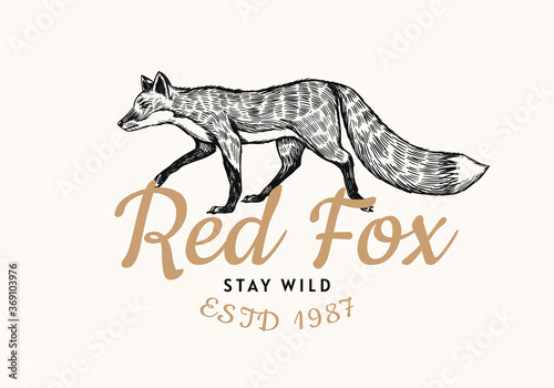 Red fox badge. Forest ginger wild animal label or logo. Vector Engraved hand drawn Vintage old sketch for stamp, t-shirt or typography.
