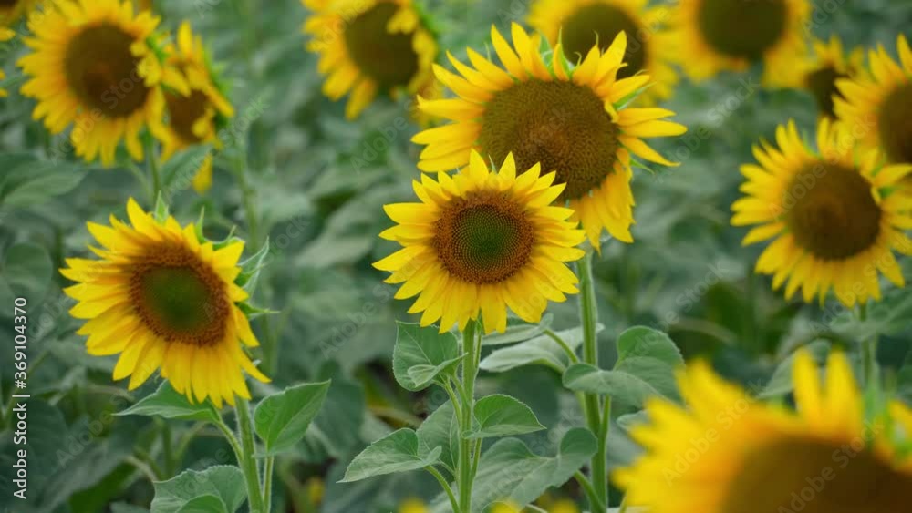 bright sunflower field - a beautiful summer landscape on a summer day bright sunflower field - a beautiful summer landscape on a summer day