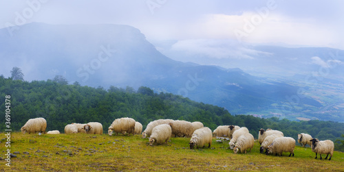 Sheep in San Miguel de Aralar and Monte San Donato with clouds in the background, Navarra