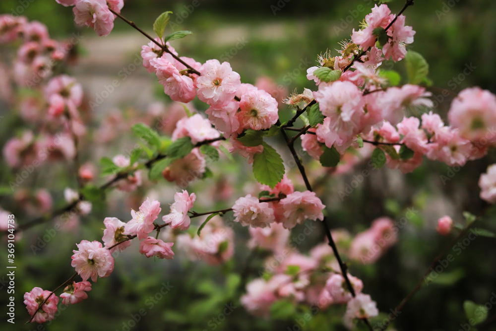beautiful pink flowers on branches close up on a background of green leaves in spring beautiful pink flowers on branches close up on a background of green leaves in spring