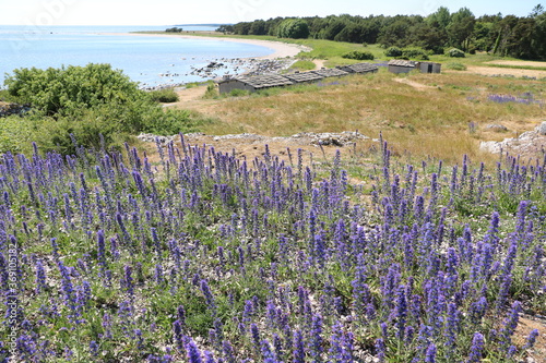 Holmhällars raukfält at Gotland island, Sweden photo