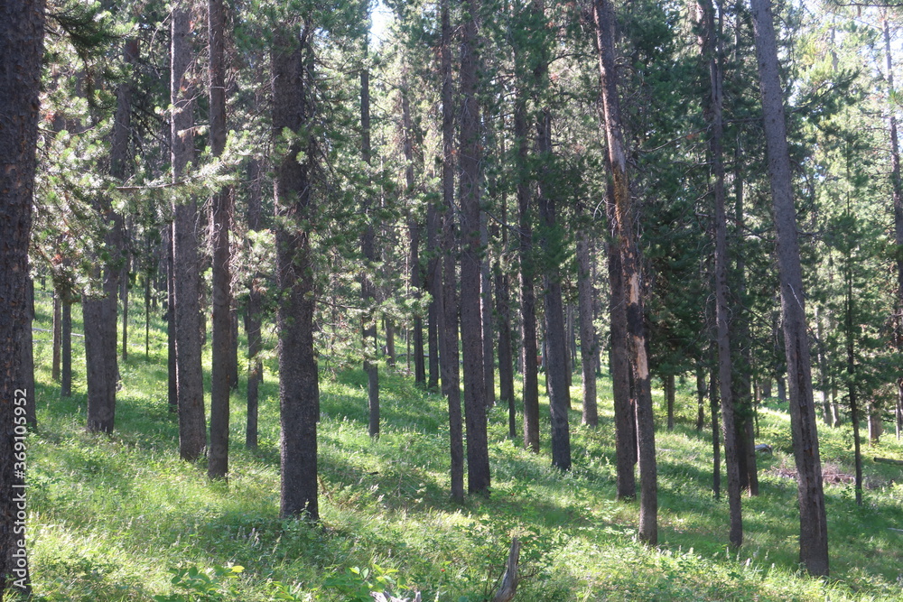 Naklejka premium Green grass and a thick forest