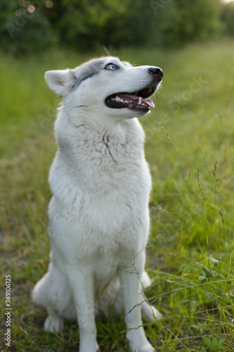 Husky portrait. Young husky dog for a walk in the park in autumn. Husky breed. Light fluffy dog. Walk with the dog.