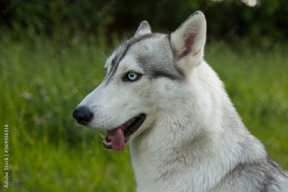 A funny dog. Siberian husky in a poppy field. Portrait of a blue-eyed dog