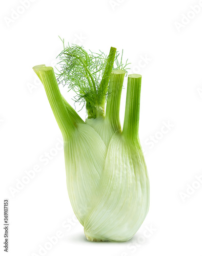 fresh bulb of green fennel on a white background