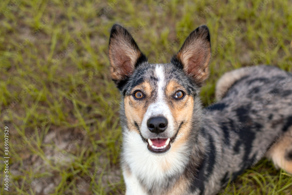 Koolie Australian working herding dog or German Coolie. Australia original  working herding dog. Laying down in grass and looking up Stock Photo |  Adobe Stock