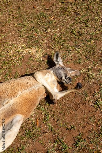 A sleeping Kangaroo.