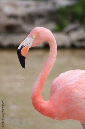 Beautiful close up portrait of a pink flamingo, in Tulum, cancun, playa del carmen, riviera maya, Yucatan, Quintana roo, Mexico.