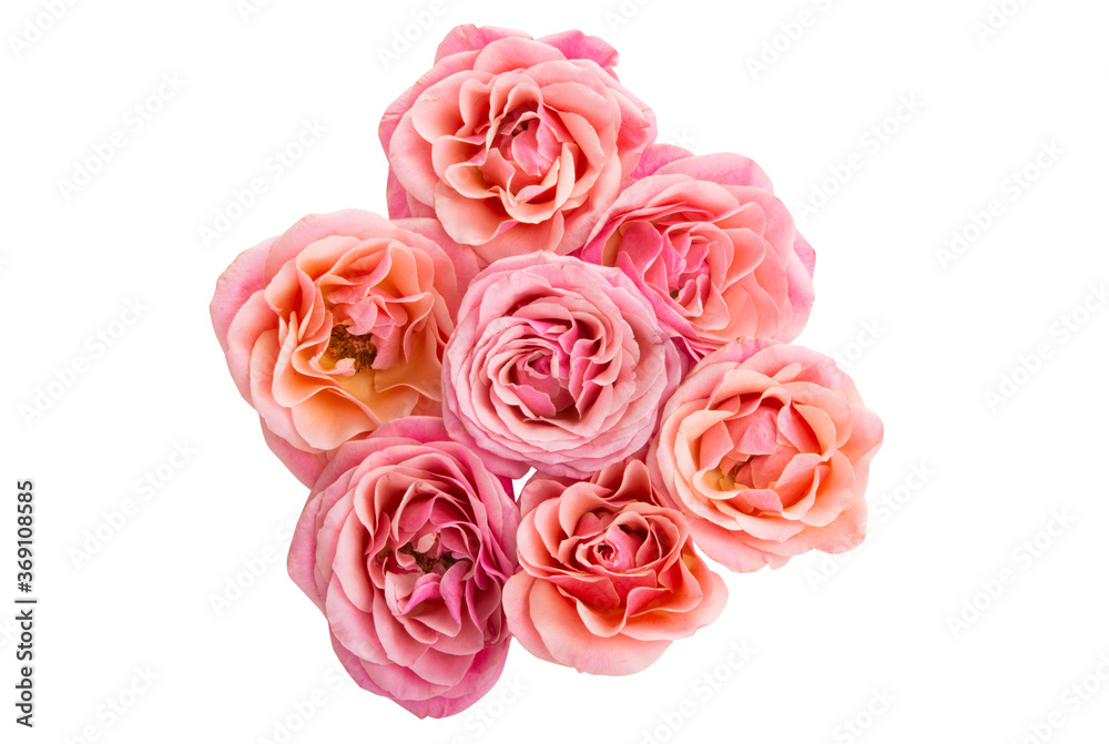 pink roses isolated