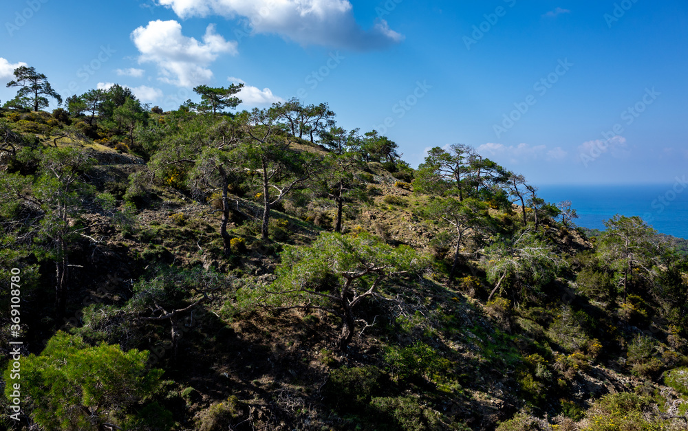 Cedar-covered hills on the Mediterranean coast on the island of Cyprus.