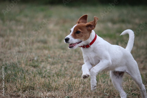 Parson Russel Terrier puppy running in dog park 