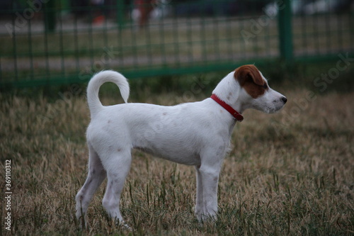 Parson Russell Terrier posture in dog park 