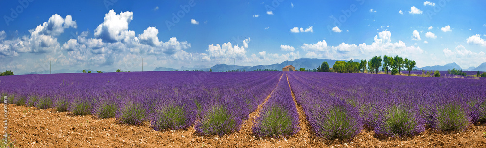 Fototapeta premium Weites Lavendelfeld Plateau de Valensole, Panorama