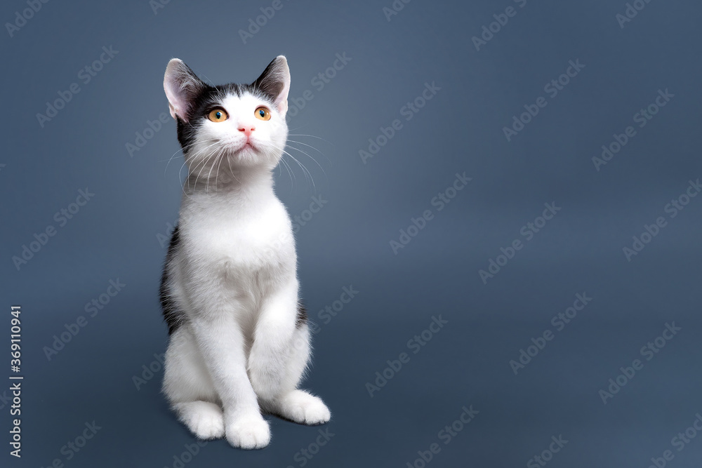 Portrait of cute bicolor short hair kitten of two months old. Selective soft focus. black and white cat