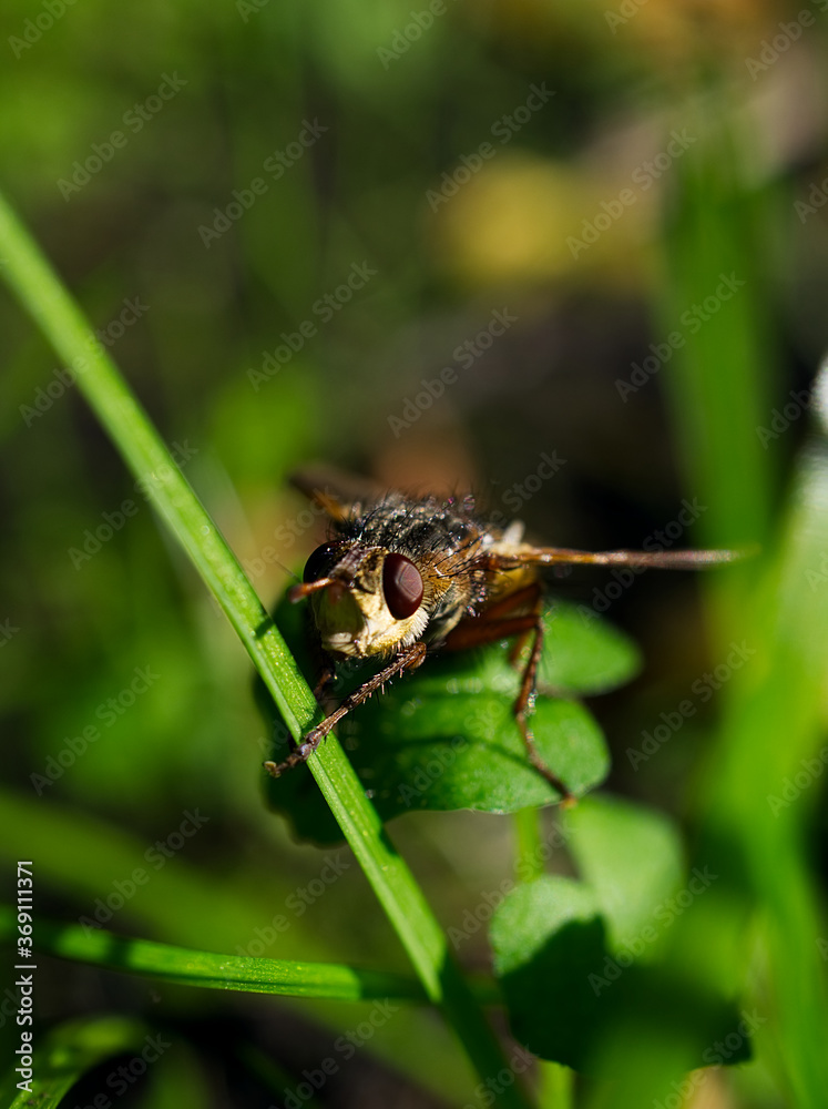 fly on leaf fly on leaf
