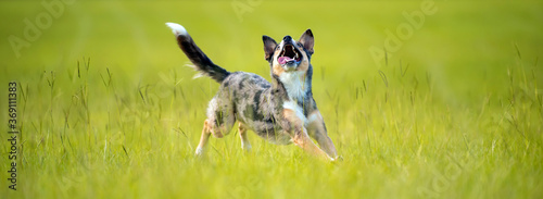 Foto Koolie Australian working herding dog or German Coolie