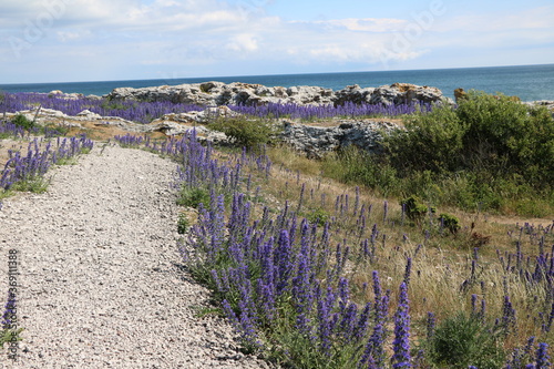 Wild Echium vulgare blooming in Holmhällars raukfält at Gotland island, Sweden photo