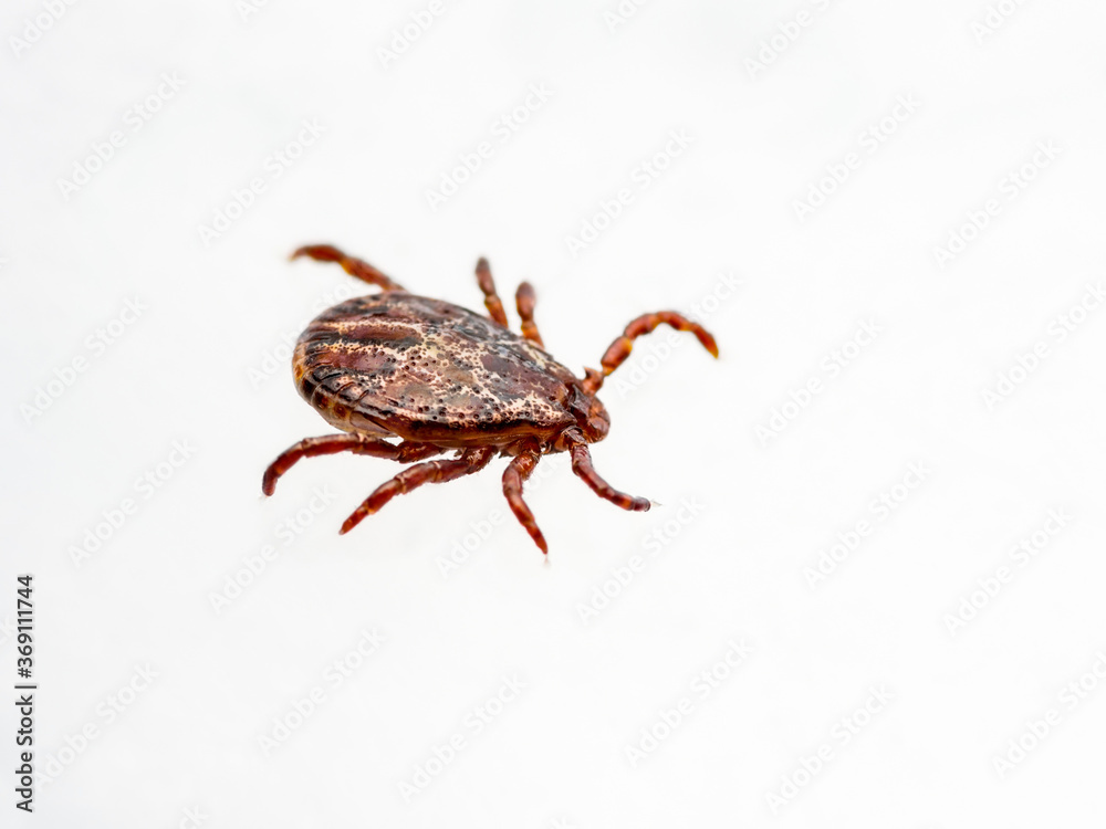 Encephalitis Infected Tick Insect Crawling on White Background. Lyme Borreliosis Disease or Encephalitis Virus Infectious Dermacentor Tick Arachnid Parasite. Encephalitis Infected Tick Insect Crawling on White Background. Lyme Borreliosis Disease or Encephalitis Virus Infectious Dermacentor Tick Arachnid Parasite.