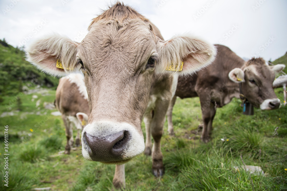 Cows in the swiss alps