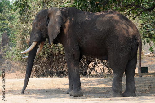 A lone elephant bull relaxing in the shade after a river bath at Mana Pools camp, Zimbabwe