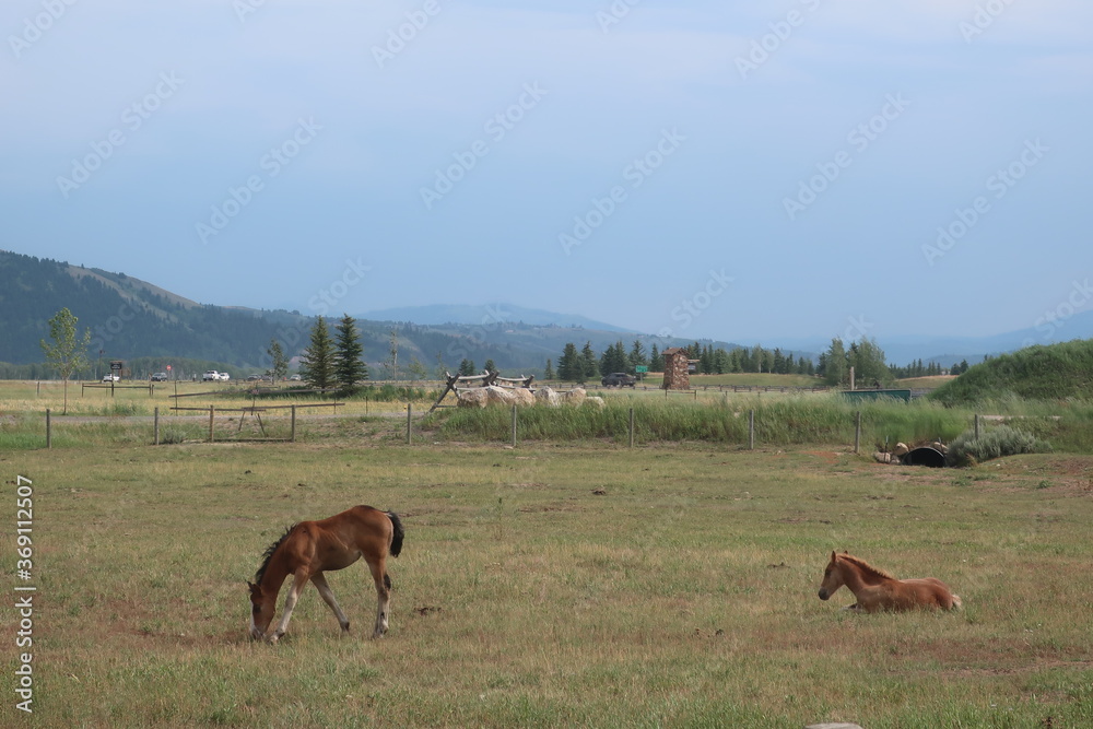 Young horse in a pasture