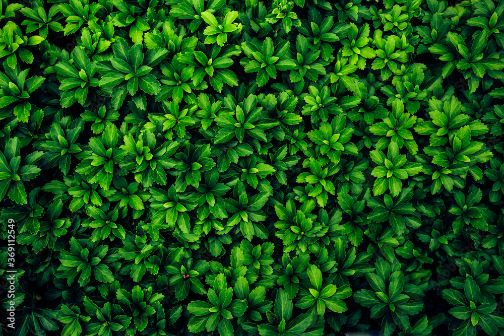 Background image of lush green plants Background image of lush green plants