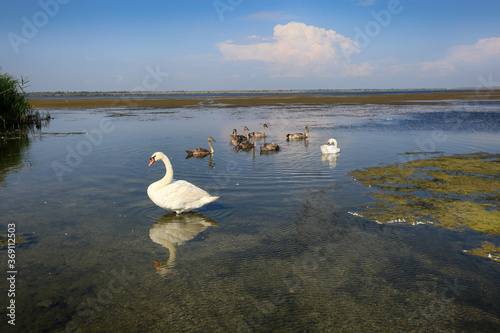 Nice view of the lake Kizyl-Yar where wild swans swim. Crimea nature