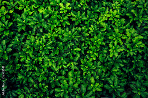 Background image of lush green plants