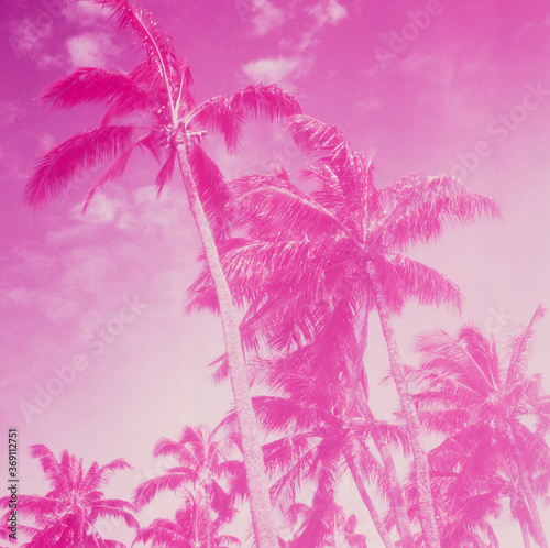Foto PInk palm trees on infrared color film