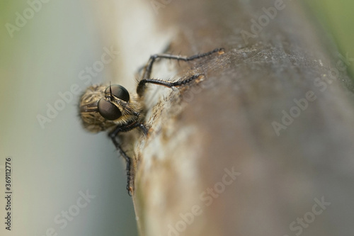 Nahansicht einer Raubfliege photo