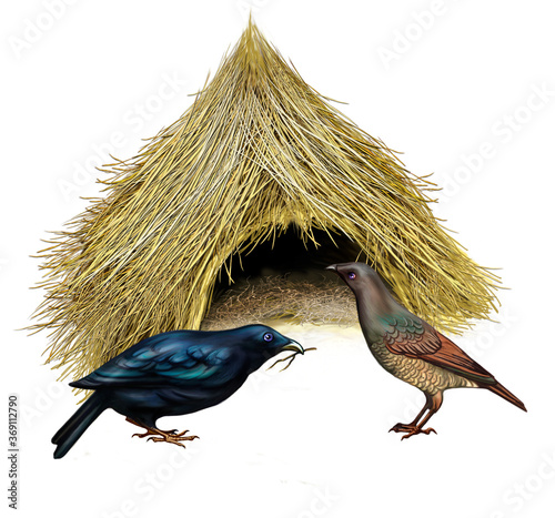 Print op canvas Bowerbirds ( Ptilonorhynchidae)