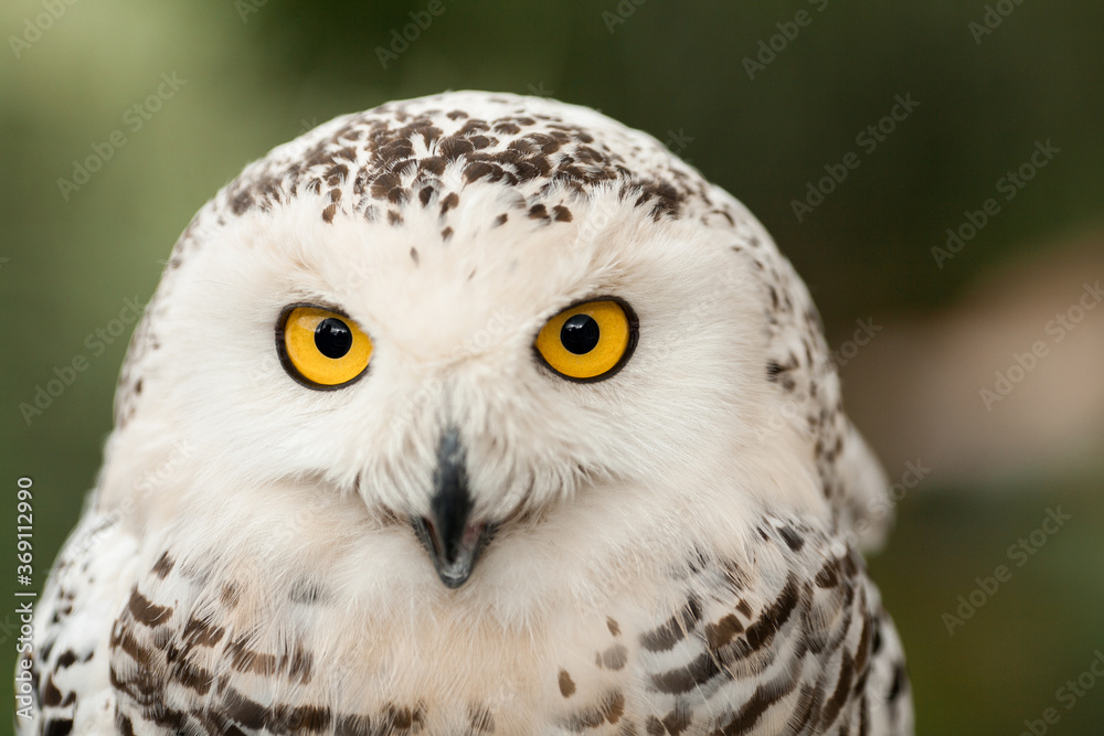 Polar owl sits in summer