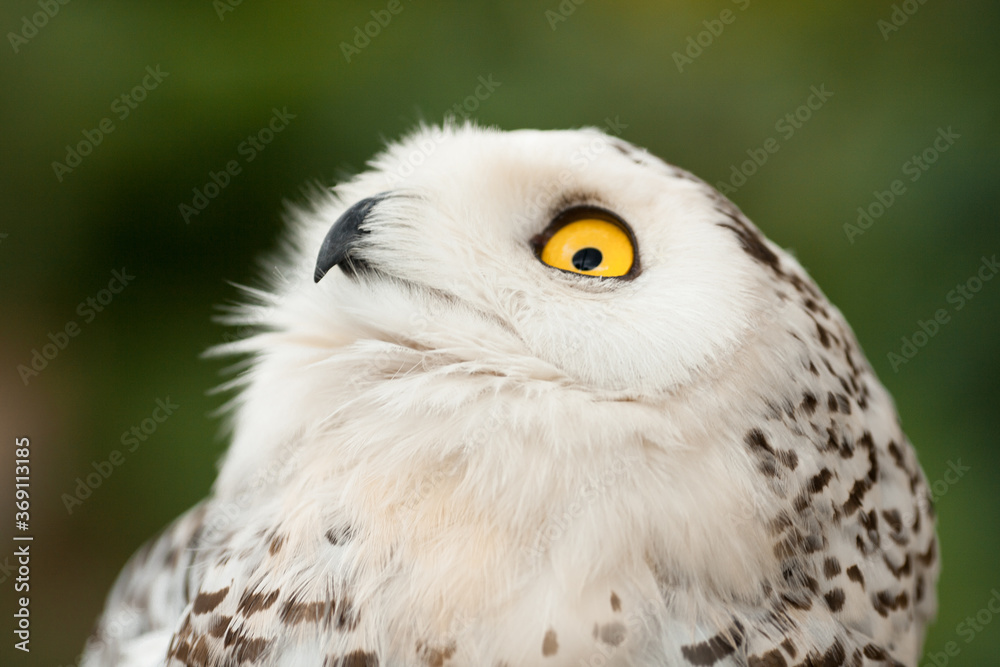Naklejka premium Polar owl sits in summer