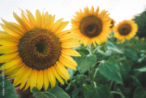 Sunflower blossom on sunflower field. Ecology  organic farming  gardening nature concept.