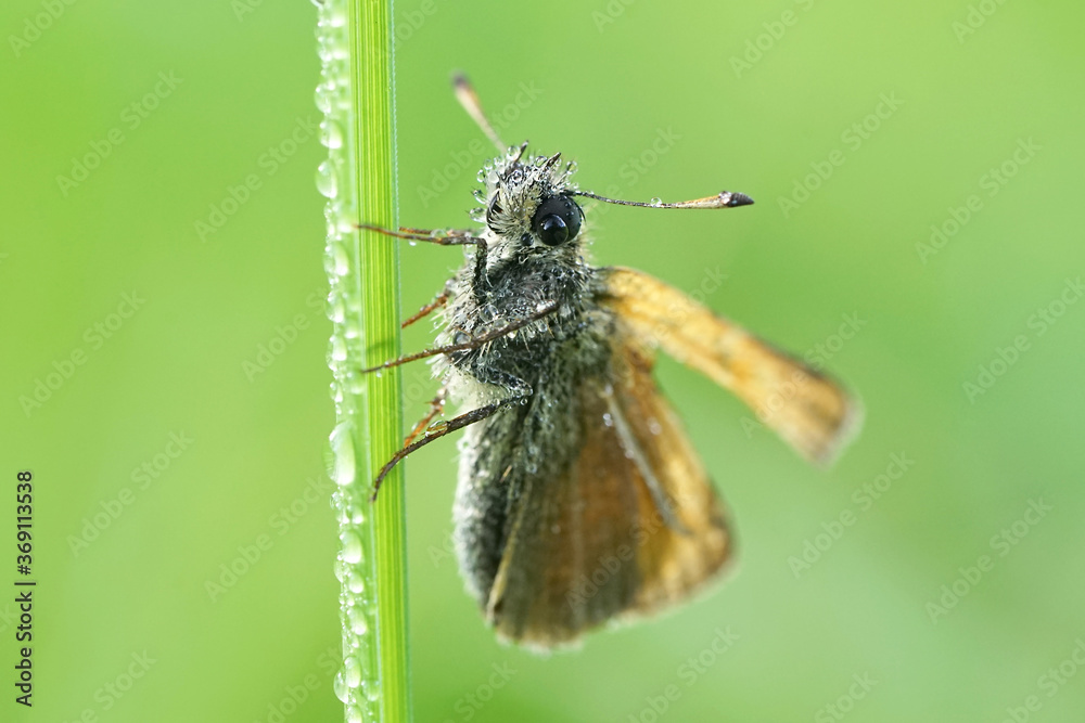 Fototapeta premium Dickkopffalter mit Regentropfen an einem Grashalm