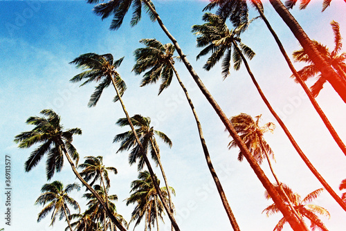 Blue and pink palm trees in Hawaii in summer on film photo