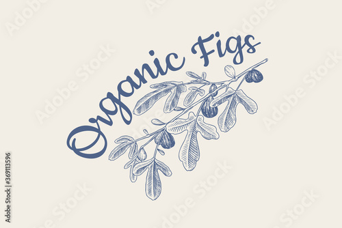 Fresh fig badge. Fruit Foliage label or logo. Detox spice. Foliage, plant and branch. Vector Engraved hand drawn sketch for stamp, t-shirt or typography or menu. 
