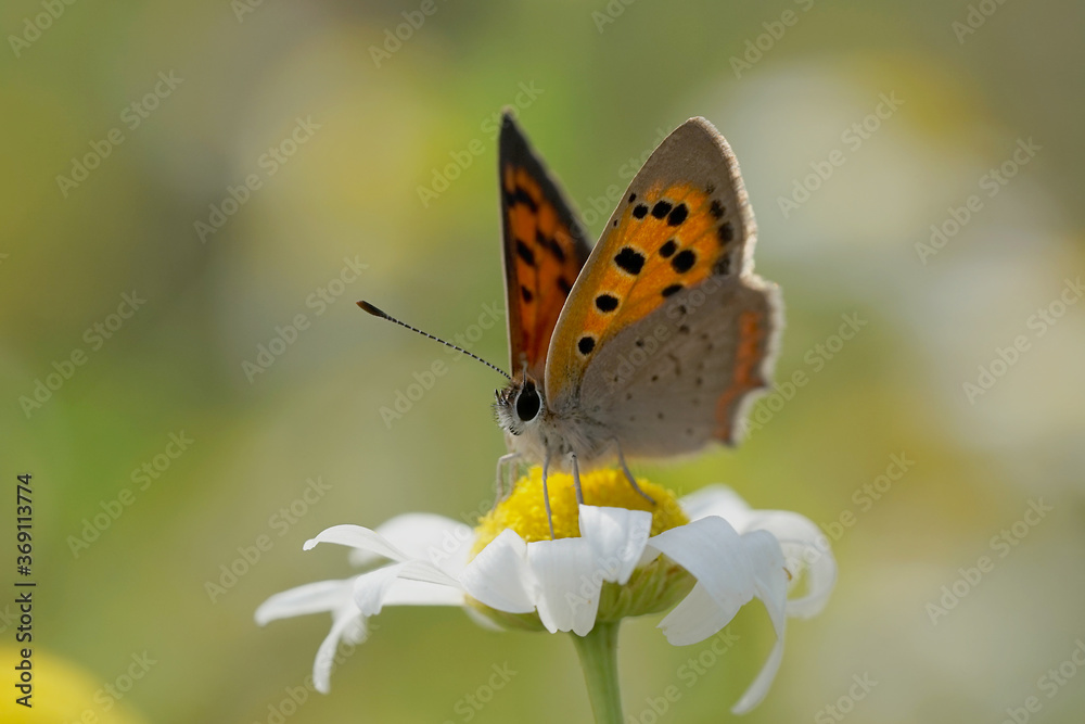 Kleiner Feuerfalter auf einem Gänseblümchen Kleiner Feuerfalter auf einem Gänseblümchen
