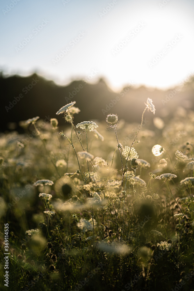 Golden sunset over Indiana field with wild flowers
