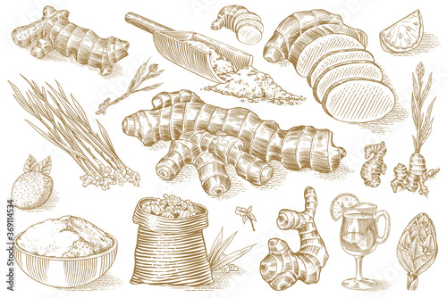 Ginger root, Chopped rhizome, Fresh plant, Bag and tea in glass cup. Vector Engraved hand drawn sketch. Pieces of ingredient set. Detox spice. 